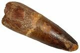 Fossil Spinosaurus Tooth - Real Dinosaur Tooth #356794-1